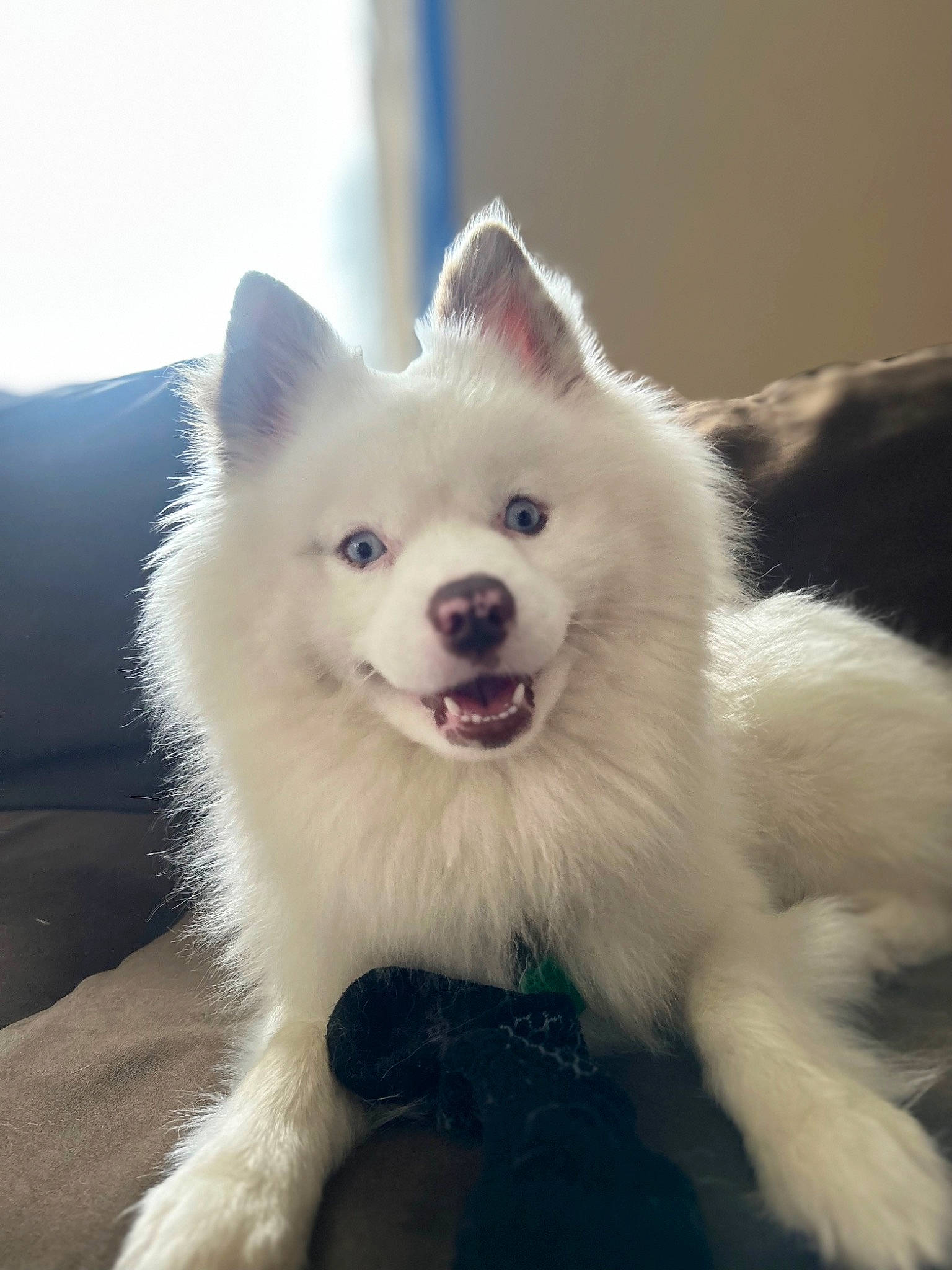 Nanook is registered to the contest to win money with this photo: carnivore, companion_dog, dog, dog_breed, fang, fur, non_sporting_group, samoyed, volpino_italiano, whiskers, working_animal