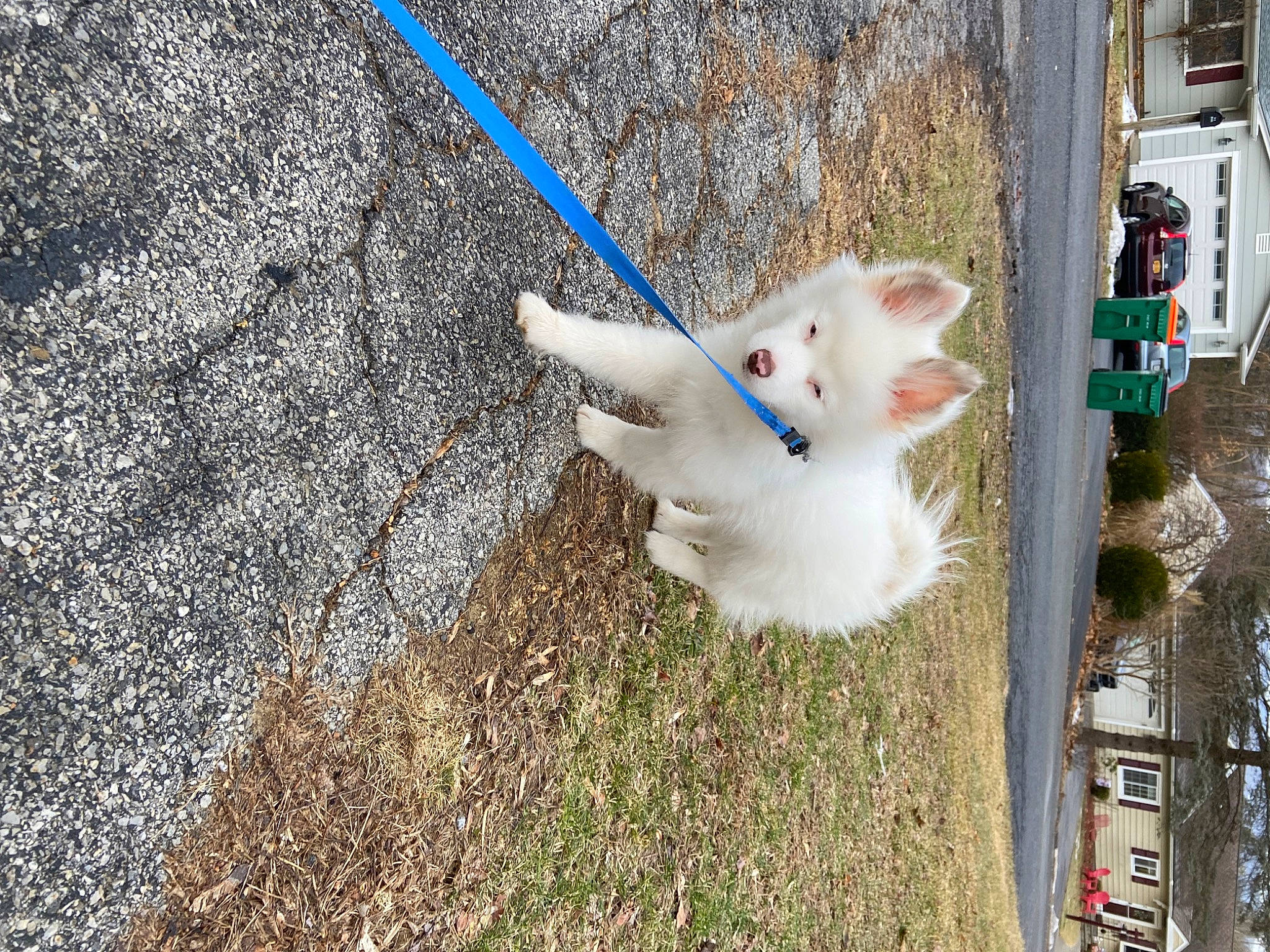 Nanook is registered to the contest to win money with this photo: asphalt, canidae, carnivore, cat, concrete, domestic_short_haired_cat, electric_blue, fawn, felidae, fur, grass, plant, road_surface, small_to_medium_sized_cats, soil, sporting_group, tail, tree, vehicle, whiskers