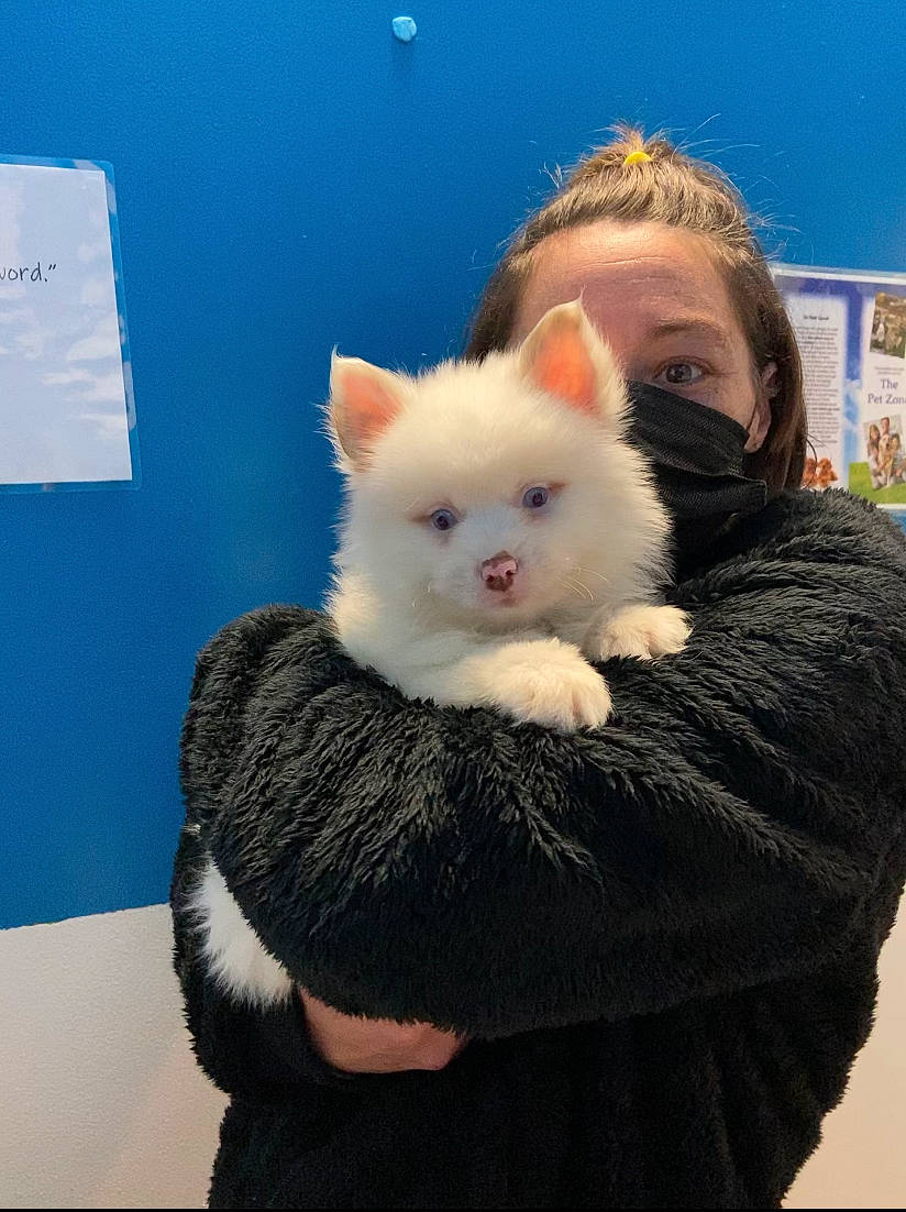 Nanook is registered to the contest to win money with this photo: carnivore, cat, comfort, eye, fashion_accessory, fawn, felidae, fur, gesture, sitting, small_to_medium_sized_cats, snout, tail, whiskers, wool