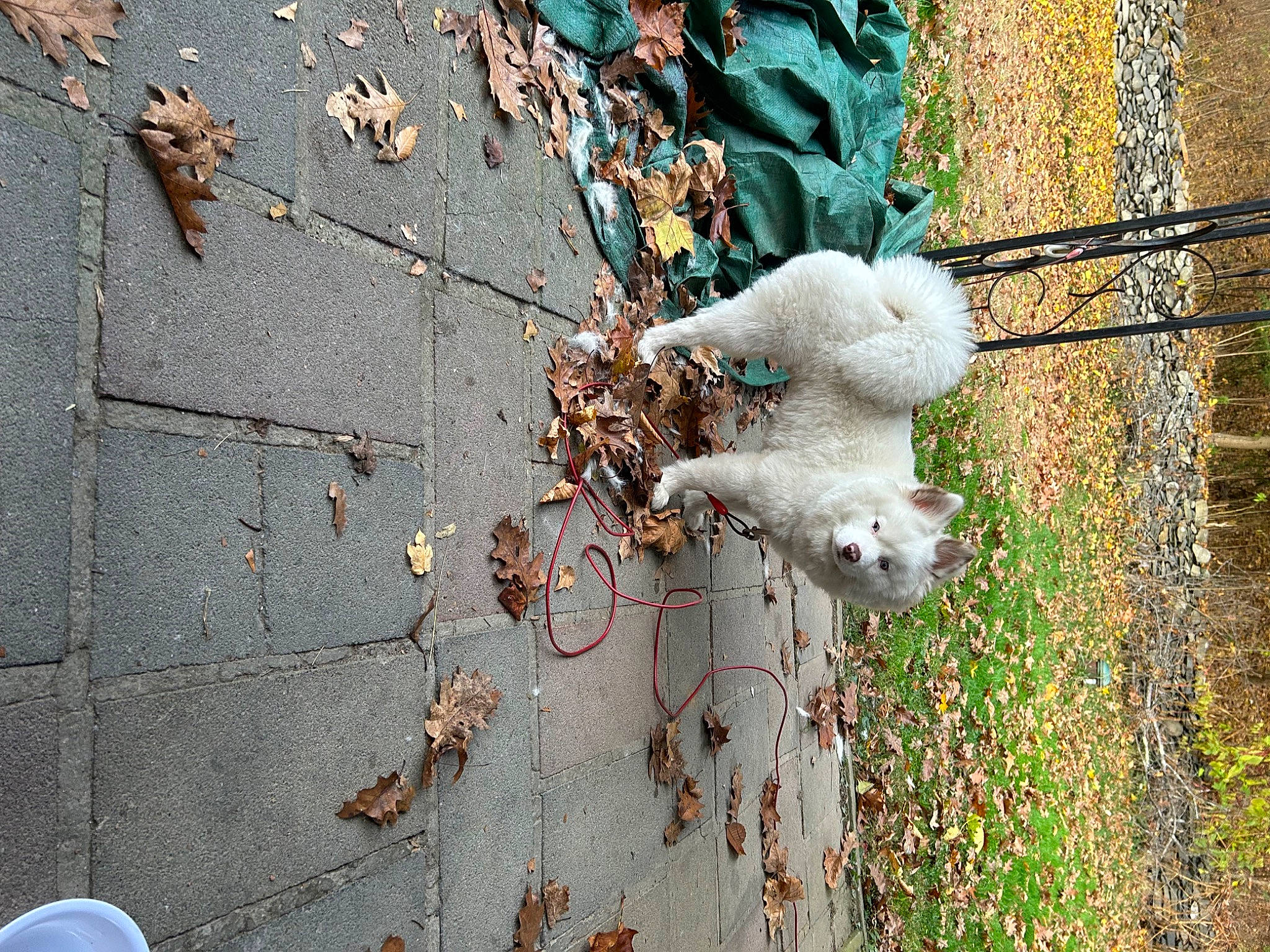 Nanook joined the competition — help win amazing prizes! art, asphalt, autumn, branch, concrete, grass, line, metal, pattern, plant, plant_stem, road_surface, sidewalk, soil, tail, tree, trunk, twig, window, wood