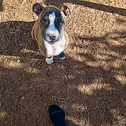 Nugget is registered to the contest to win money with this photo: puppy, dog, brindle, sitting, looking_up, outdoor, pine_needles, earth, shadow, feet, black_socks, cute, pet, animal, young_dog, sunlight, nature, ground, ears, nose