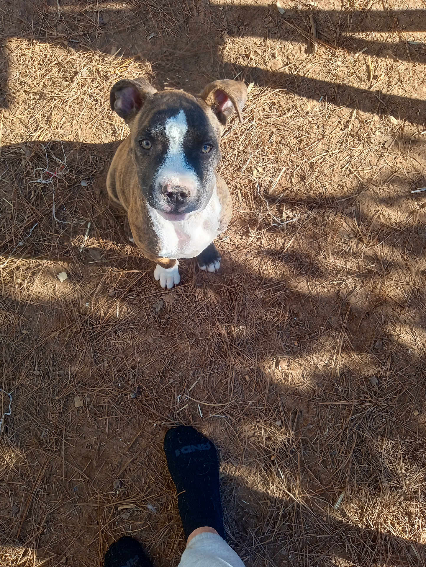 Nugget is registered to the contest to win money with this photo: puppy, dog, brindle, sitting, looking_up, outdoor, pine_needles, earth, shadow, feet, black_socks, cute, pet, animal, young_dog, sunlight, nature, ground, ears, nose