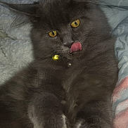 Oméga participe au concours pour gagner de l'argent avec cette photo : black_cat, bombay, british_longhair, british_semi_longhair, carnivore, cat, domestic_long_haired_cat, eye, felidae, fur, kitten, korat, mammal, nebelung, norwegian_forest_cat, persian, polydactyl_cat, small_to_medium_sized_cats, snout, whiskers