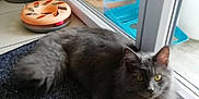 Oméga participe au concours pour gagner de l'argent avec cette photo : british_longhair, british_semi_longhair, carnivore, cat, domestic_long_haired_cat, domestic_short_haired_cat, european_shorthair, felidae, floor, kitten, maine_coon, mammal, nebelung, norwegian_forest_cat, persian, ragamuffin, siberian, small_to_medium_sized_cats, tabby_cat, whiskers