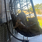 Freya is registered to the contest to win money with this photo: animal, black_cushion, cat, curious, cushion, daylight, domestic_animal, feline, greenery, hanging_chair, metal_frame, nature, outdoor, pet, porch, relaxing, resting, sunlight, water, wooden_floor