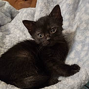 Boo Boo joined the competition — help win amazing prizes! animal, black_cat, blanket, close_up, comfort, cozy, curious, cute, domestic_animal, feline, fur, indoors, kitten, lying_down, pet, resting, sleepy, small, soft, young