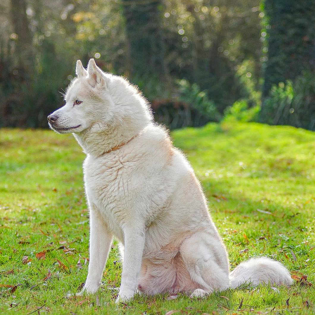 Iako a rejoint le concours — aidez-le/la à gagner de superbes lots ! animal, canine, daylight, dog, fur, grass, greenery, leaf, mammal, nature, outdoor, park, peaceful, pet, portrait, serene, sitting, sunlight, tree, white_dog