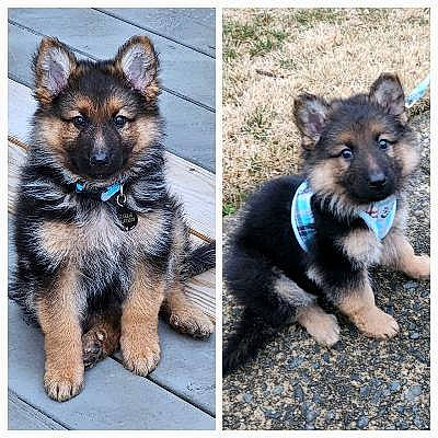 Charlie Connaughton is registered to the contest to win money with this photo: art, canidae, carnivore, collar, companion_dog, dog, dog_breed, dog_supply, electric_blue, eye, fur, head, paw, rectangle, snout, sporting_group, square, terrestrial_animal, working_animal, working_dog