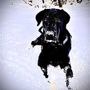 Jett is registered to the contest to win money with this photo: animal, black_dog, canine, cold, daylight, dog, forest, fur, looking, lying_down, nature, outdoor, pet, playful, snow, snow_covered, snowy_landscape, tennis_ball, trees, winter