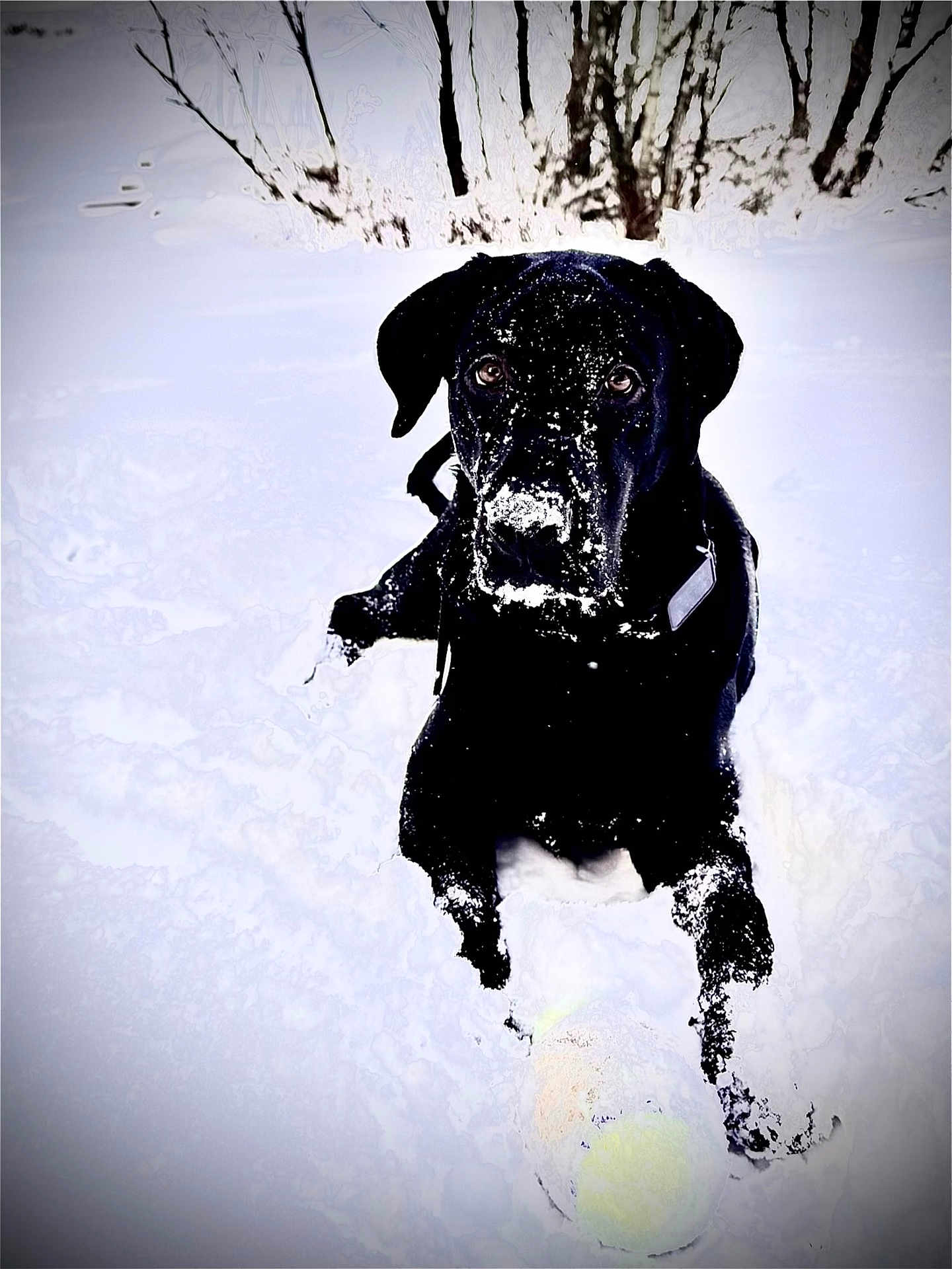 Jett is registered to the contest to win money with this photo: animal, black_dog, canine, cold, daylight, dog, forest, fur, looking, lying_down, nature, outdoor, pet, playful, snow, snow_covered, snowy_landscape, tennis_ball, trees, winter
