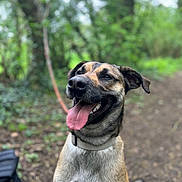 Jack participe au concours pour gagner de l'argent avec cette photo : dog, canine, pet, animal, outdoor, forest, greenery, happy, tongue_out, collar, nature, path, blurred_background, mammal, ears, fur, smiling, closeup, daytime, cute