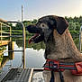Jack a rejoint le concours — aidez-le/la à gagner de superbes lots ! dog, animal, water, lake, harness, outdoor, nature, sky, trees, metal, dock, pet, canine, calm, sunlight, reflection, grass, leisure, summer, side_view