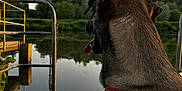 Jack a rejoint le concours — aidez-le/la à gagner de superbes lots ! dog, harness, water, lake, trees, nature, outdoor, reflection, metal, dock, sky, calm, animal, pet, canine, greenery, sunset, quiet, peaceful, landscape