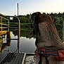 dog, harness, water, lake, trees, nature, outdoor, reflection, metal, dock, sky, calm, animal, pet, canine, greenery, sunset, quiet, peaceful, landscape