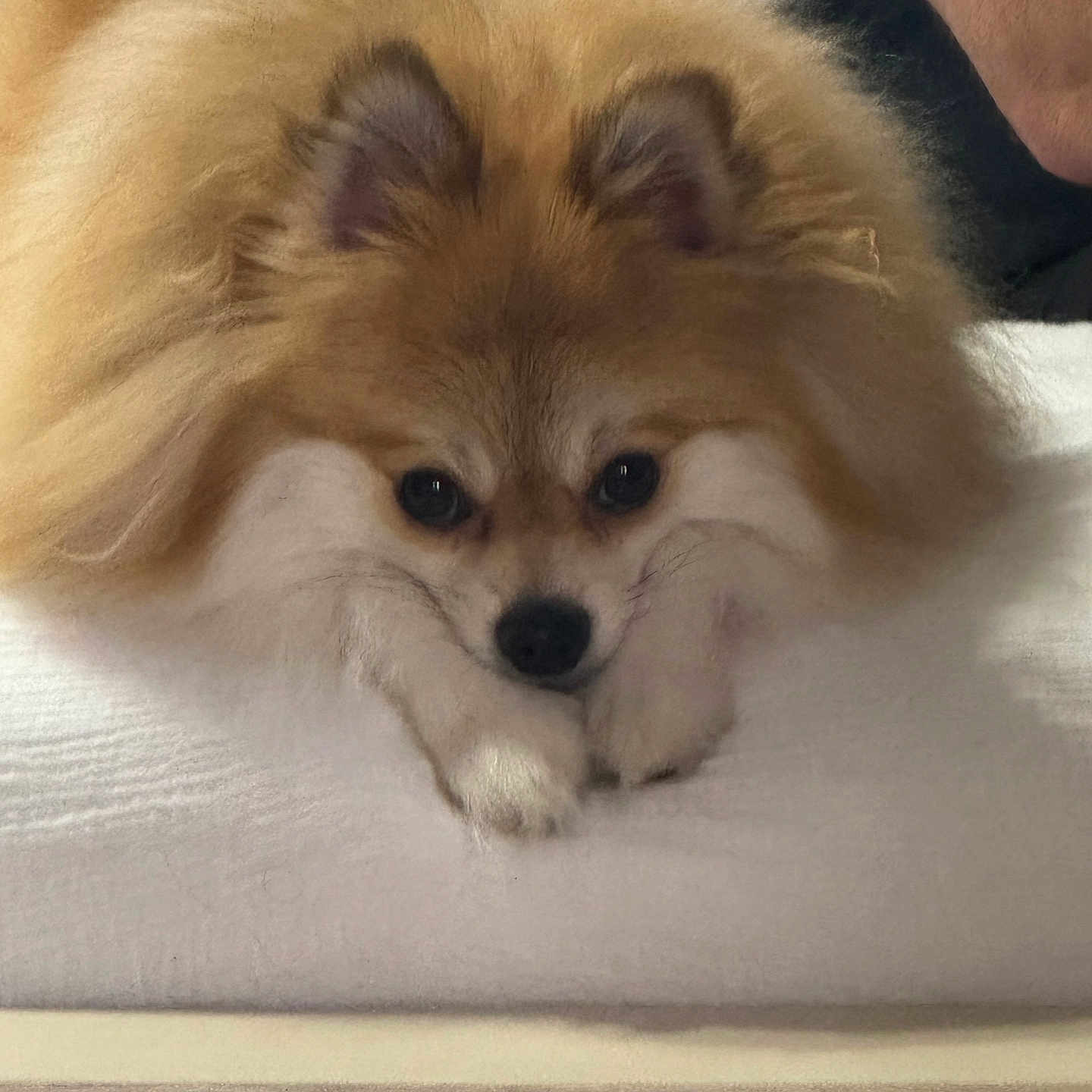 Peanut is registered to the contest to win money with this photo: animal, canine, cockerspaniel, couch, cushion, dog, eskimodog, face, fox, furniture, head, homedecor, indoors, interiordesign, papillon, person, pet, photography, portrait, puppy