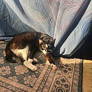 Kiki is registered to the contest to win money with this photo: animal, black_and_white, carpet, cat, cozy, curtain, feline, floor, green_eyes, home, indoor, pattern, paw, pet, relaxed, resting, shadow, striped_curtain, sunlight, whiskers