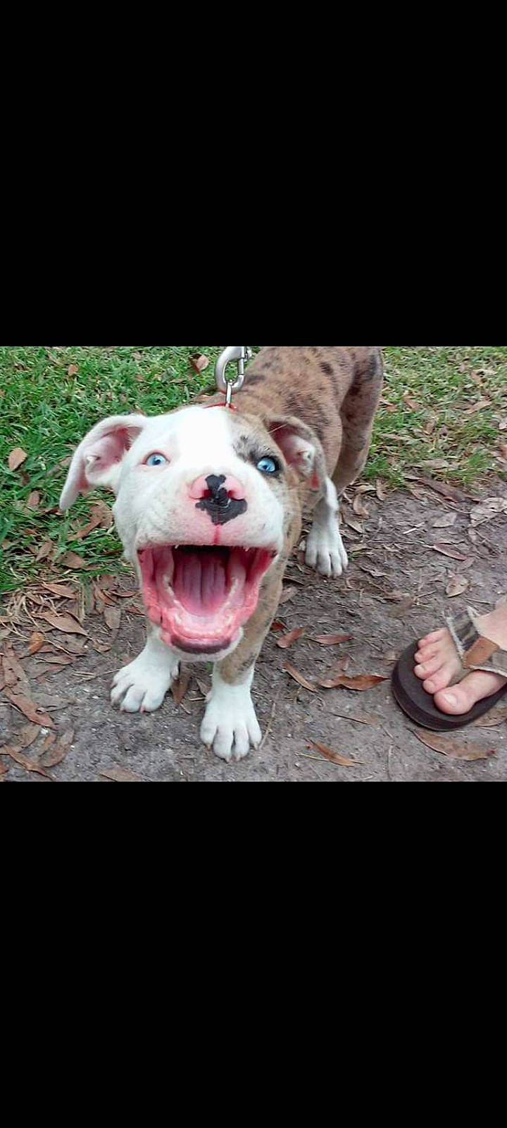 Rocky joined the competition — help win amazing prizes! canidae, carnivore, companion_dog, dog, dog_breed, dog_collar, fang, flesh, foot, grass, non_sporting_group, sandal, snout, sporting_group, tail, terrestrial_animal, whiskers, working_animal, working_dog, yawn