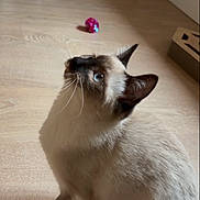 Daisy participe au concours pour gagner de l'argent avec cette photo : cat, siamese_cat, indoor, wooden_floor, pet_toy, blue_eyes, curious, looking_up, feline, animal, whiskers, ears, domestic_animal, flooring, playful, home, household, mammal, fur, sitting