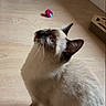 cat, siamese_cat, indoor, wooden_floor, pet_toy, blue_eyes, curious, looking_up, feline, animal, whiskers, ears, domestic_animal, flooring, playful, home, household, mammal, fur, sitting