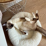 Daisy a rejoint le concours — aidez-le/la à gagner de superbes lots ! animal, bed, cat, cozy, cute, domestic, fluffy_bed, fur, furniture, home, indoor, paw, pet, relaxed, resting, siamese_cat, side_table, sleeping, tail, wooden_floor