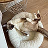 animal, bed, cat, cozy, cute, domestic, fluffy_bed, fur, furniture, home, indoor, paw, pet, relaxed, resting, siamese_cat, side_table, sleeping, tail, wooden_floor