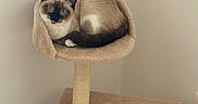Daisy participe au concours pour gagner de l'argent avec cette photo : cat, siamese_cat, cat_tree, pet, animal, indoor, furniture, beige, blue_eyes, relaxed, cute, fluffy, domestic_cat, corner, wood_floor, scratching_post, toy, calm, resting, curious