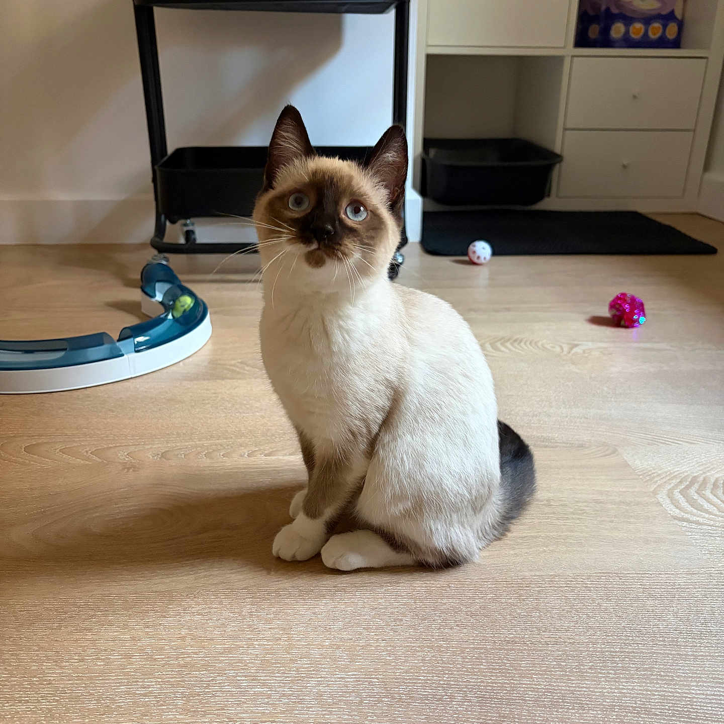 Daisy participe au concours pour gagner de l'argent avec cette photo : cat, siamese_cat, pet, animal, indoor, wooden_floor, toy, curious, blue_eyes, furniture, sitting, floor, playful, domestic, whiskers, ears, tail, home, cute, alert