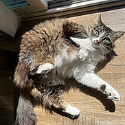 Eva joined the competition — help win amazing prizes! cat, fluffy, green_eyes, wooden_floor, sunlight, indoor, pet, feline, curious, relaxed, whiskers, tail, paw, tabby, white_fur, brown_fur, shadow, door_frame, natural_light, close_up