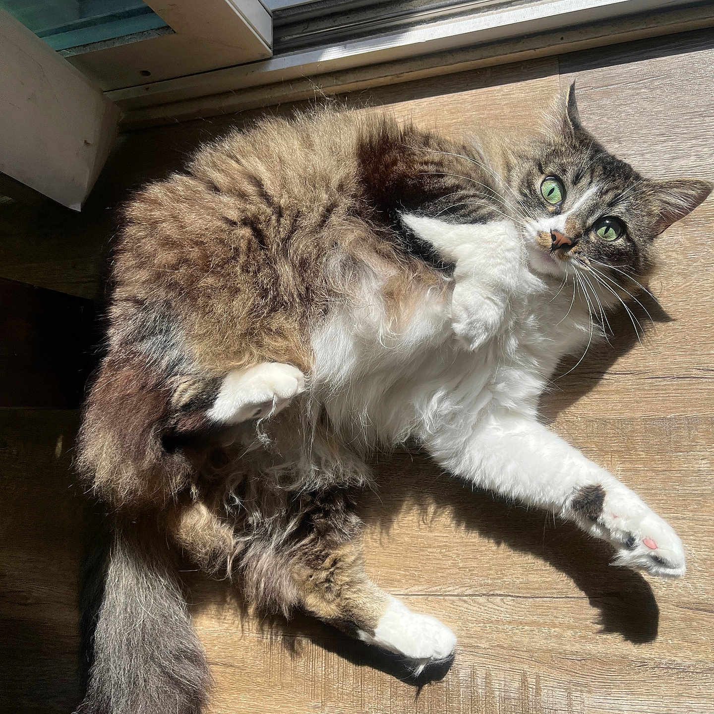 Eva joined the competition — help win amazing prizes! brown_fur, cat, close_up, curious, door_frame, feline, fluffy, green_eyes, indoor, natural_light, paw, pet, relaxed, shadow, sunlight, tabby, tail, whiskers, white_fur, wooden_floor