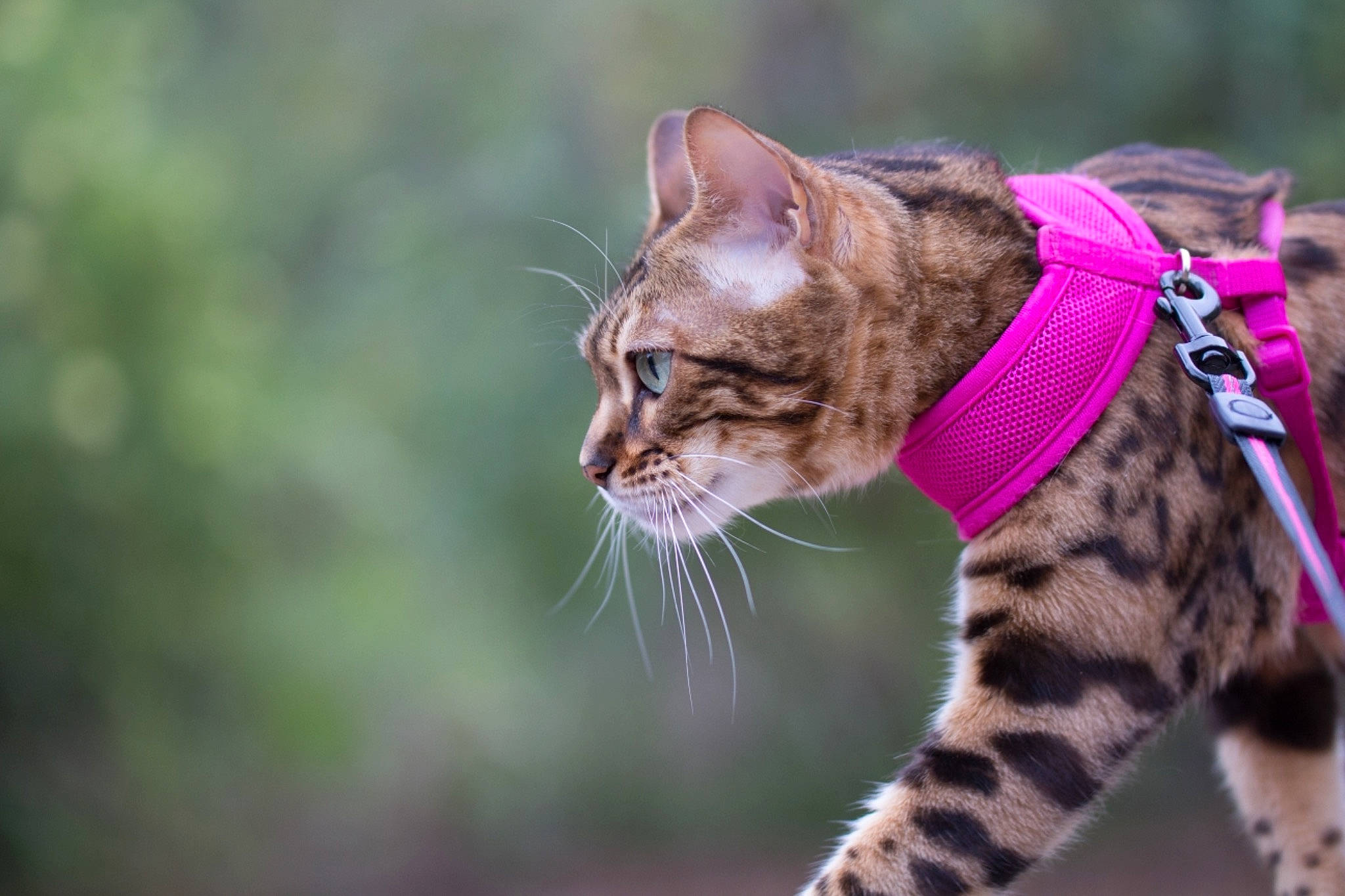 Nymeria joined the competition — help win amazing prizes! asian, bengal, carnivore, cat, dragon_li, felidae, mammal, ocicat, organism, rusty_spotted_cat, savannah, small_to_medium_sized_cats, snout, sokoke, terrestrial_animal, toyger, vertebrate, whiskers, wild_cat, wildlife