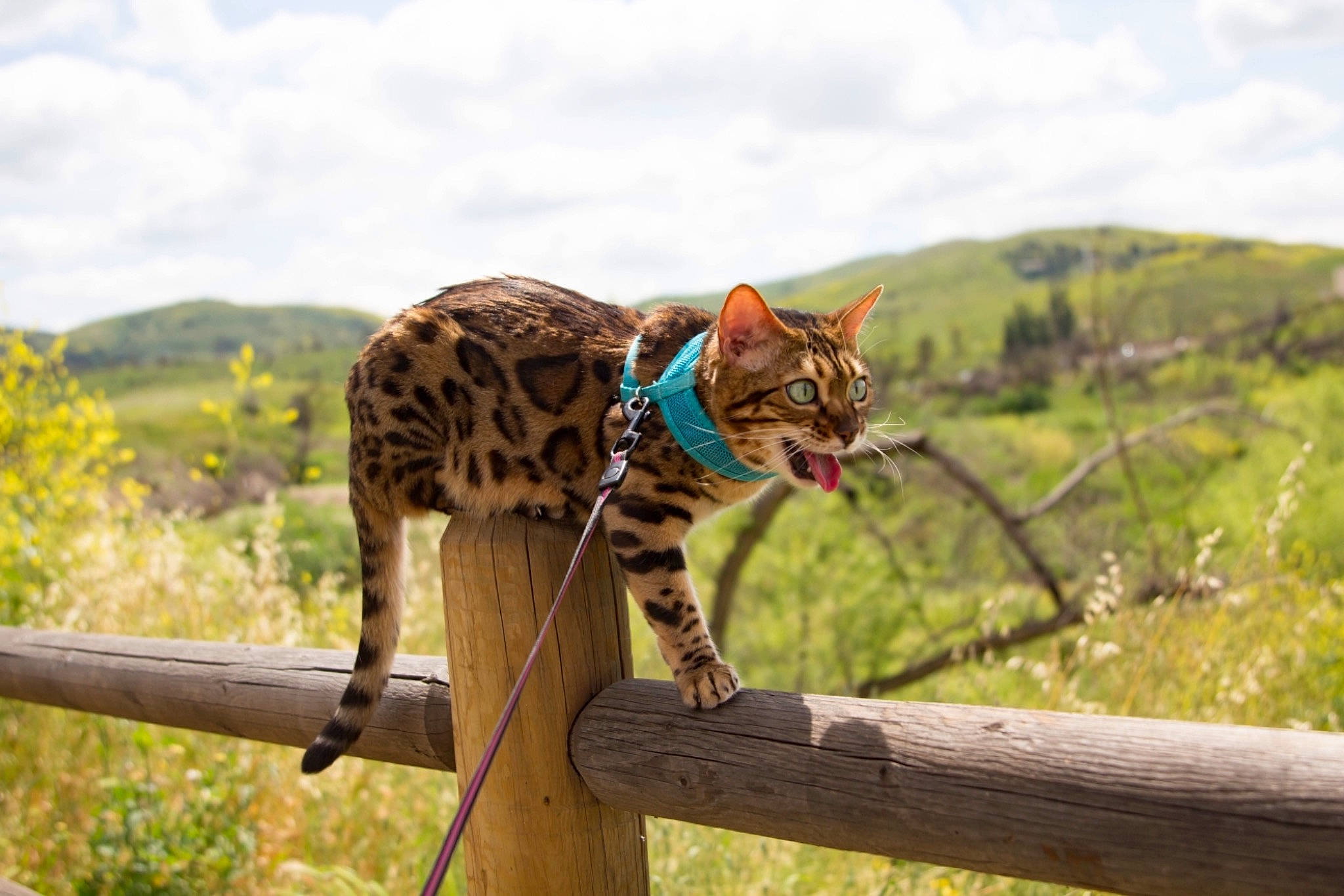 Nymeria joined the competition — help win amazing prizes! bengal, carnivore, cat, fawn, felidae, mammal, ocelot, ocicat, safari, savanna, savannah, small_to_medium_sized_cats, terrestrial_animal, vertebrate, whiskers, wild_cat, wildlife
