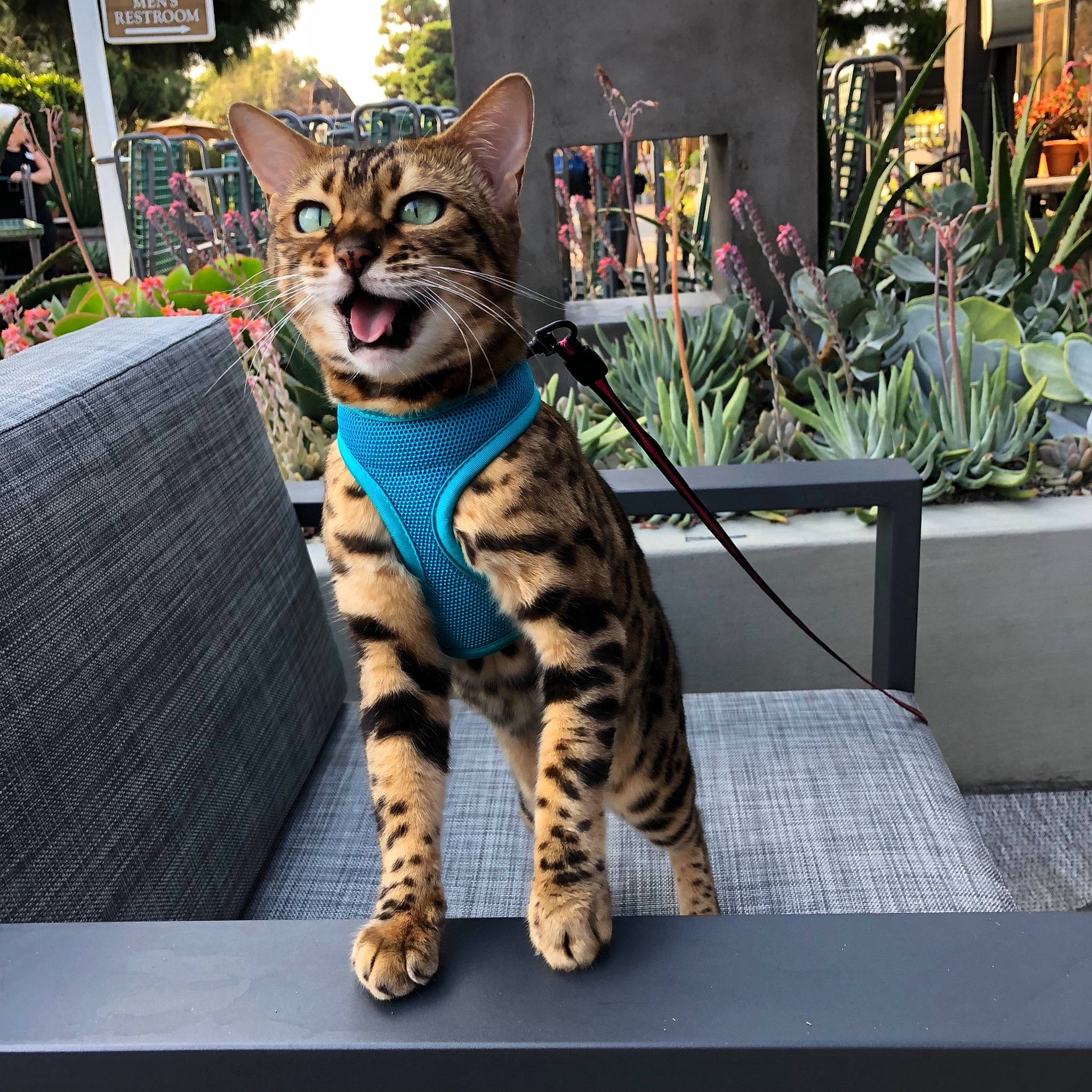 Nymeria joined the competition — help win amazing prizes! american_shorthair, asian, bengal, california_spangled, carnivore, cat, domestic_short_haired_cat, dragon_li, european_shorthair, felidae, fur, mammal, small_to_medium_sized_cats, snapshot, snout, tabby_cat, toyger, vertebrate, whiskers, wildlife