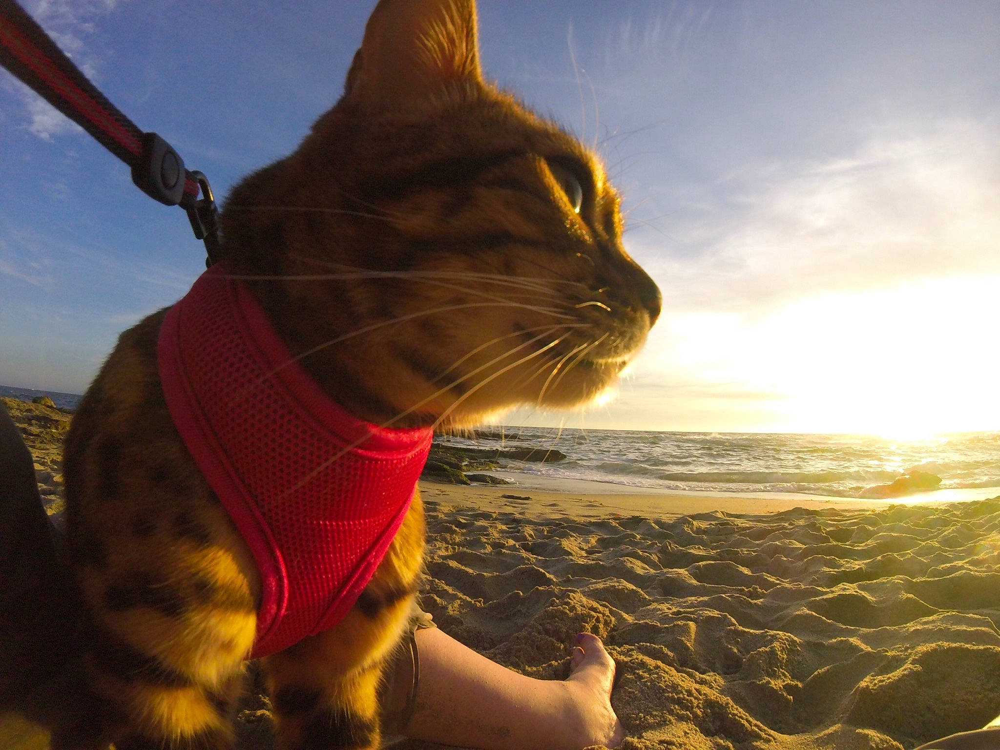 Nymeria is registered to the contest to win money with this photo: adventure, atmosphere, backlighting, carnivore, cat, cloud, felidae, heat, horizon, lens_flare, light, meteorological_phenomenon, photography, sand, sky, small_to_medium_sized_cats, sunlight, sunrise, sunset, whiskers