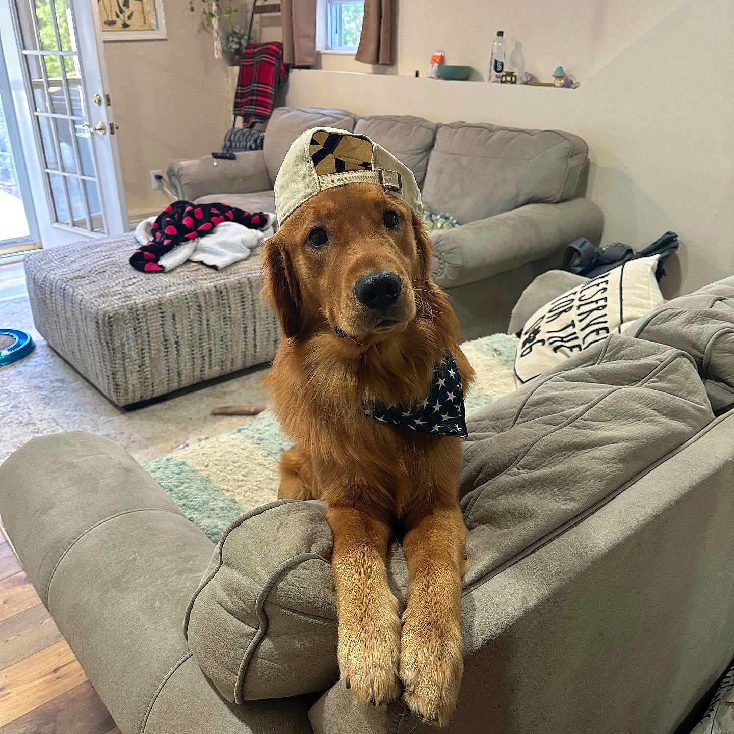 Cooper joined the competition — help win amazing prizes! bandana, blanket, canine, couch, cozy, dog, door, furniture, golden_retriever, hat, home_interior, indoor, living_room, pet, pillow, plant, relaxed, rug, window, wooden_floor