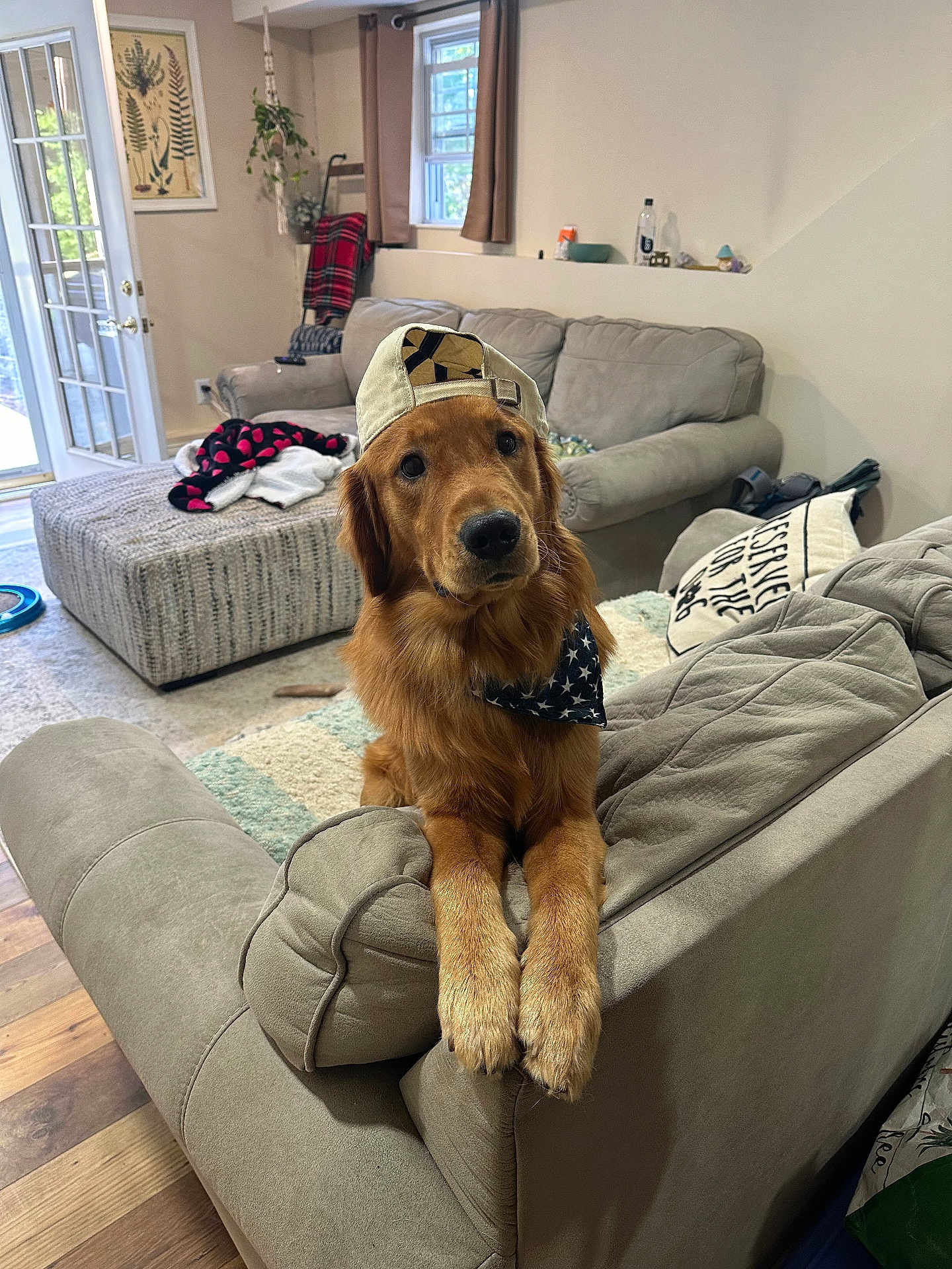 Cooper joined the competition — help win amazing prizes! dog, golden_retriever, hat, bandana, couch, living_room, furniture, window, blanket, rug, wooden_floor, plant, pillow, door, home_interior, pet, indoor, relaxed, canine, cozy