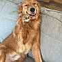 golden_retriever, dog, canine, pet, paw, couch, indoor, relaxed, happy, smiling, fur, mammal, friendly, animal, companion, home, furniture, raised_paw, tongue_out, cute