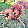 Cooper joined the competition — help win amazing prizes! puppy, dog, costume, lion_mane, grass, outdoor, pet, animal, cute, lying_down, brown_fur, collar, playful, nature, sunlight, backyard, canine, fur, domestic_animal, companions