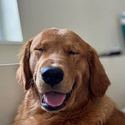 Cooper joined the competition — help win amazing prizes! dog, golden_retriever, pet, smiling, happy, tongue_out, indoor, close_up, face, fur, canine, animal, mammal, domestic_animal, cute, friendly, portrait, nose, ears, relaxed