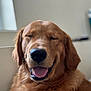 dog, golden_retriever, pet, smiling, happy, tongue_out, indoor, close_up, face, fur, canine, animal, mammal, domestic_animal, cute, friendly, portrait, nose, ears, relaxed