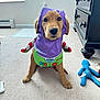 Cooper is registered to the contest to win money with this photo: dog, puppy, costume, buzz_lightyear, carpet, indoor, toy, plush_toy, furniture, dresser, pet, cute, brown_dog, looking_at_camera, sitting, floor, adorable, face, ears, eyes