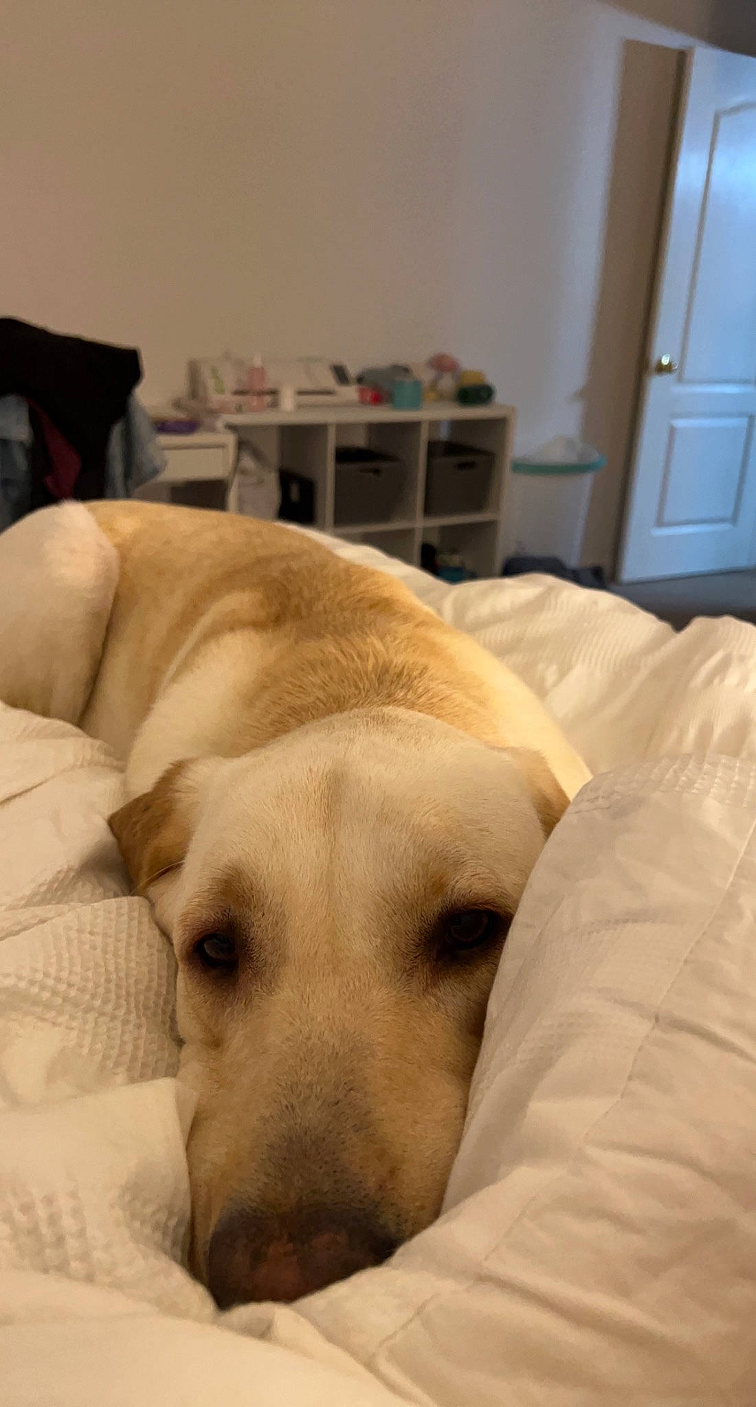 Duke is registered to the contest to win money with this photo: bedtime, canidae, carnivore, comfort, companion_dog, dog, dog_breed, dog_supply, door, ear, fawn, fur, guard_dog, nap, retriever, sleep, snout, sporting_group, whiskers, working_animal