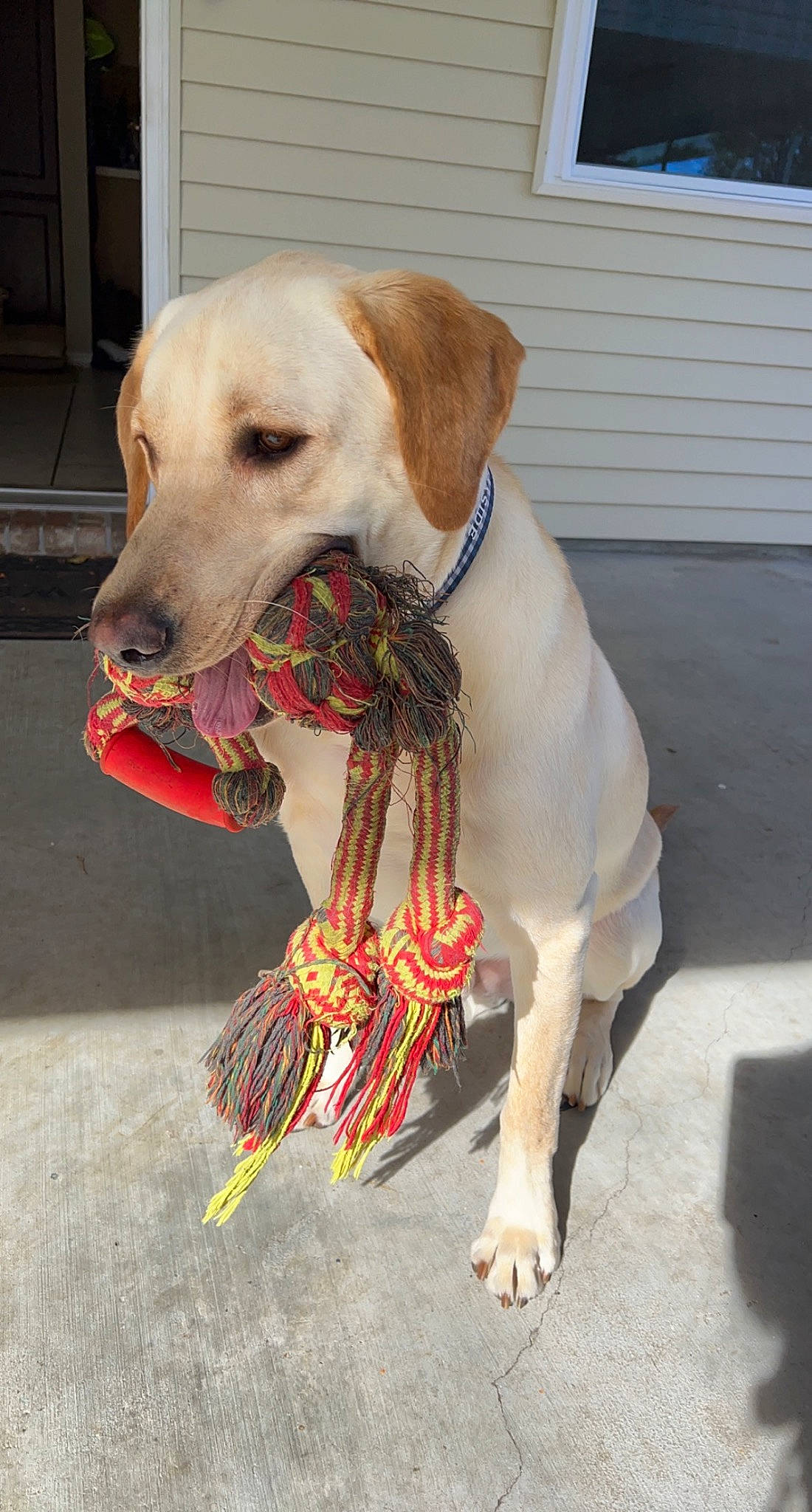 Duke joined the competition — help win amazing prizes! canidae, carnivore, collar, companion_dog, dog, dog_breed, dog_collar, dog_supply, fashion_accessory, fawn, leash, paw, pet_supply, retriever, snout, sporting_group, tail, whiskers, window, working_animal