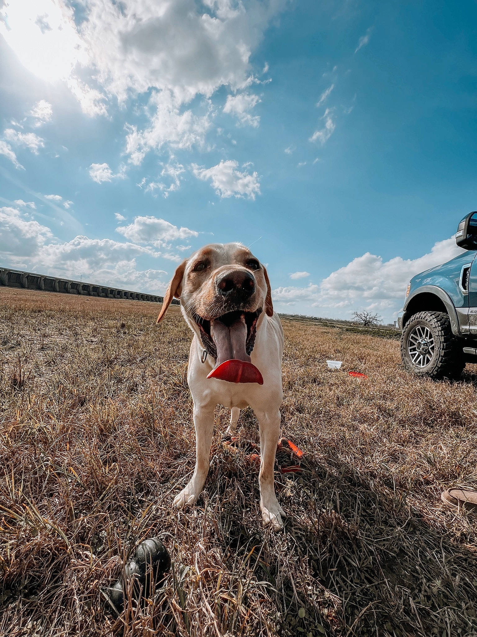 Duke is registered to the contest to win money with this photo: automotive_tire, canidae, car, carnivore, cloud, companion_dog, dog, dog_breed, fawn, fender, grass, grassland, landscape, plant, sky, soil, tire, vehicle, wheel, working_animal