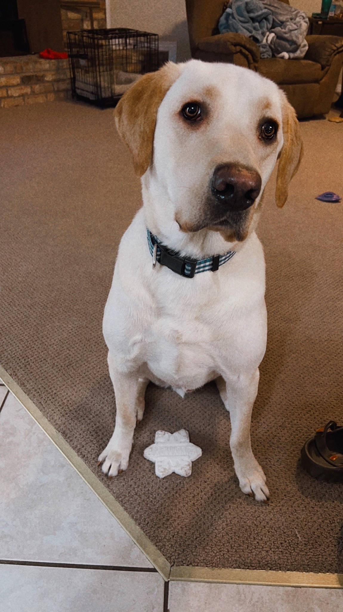 Duke joined the competition — help win amazing prizes! canidae, carnivore, collar, companion_dog, dog, dog_breed, dog_collar, fashion_accessory, fawn, flooring, fur, leash, non_sporting_group, pet_supply, snout, sporting_group, whiskers, working_animal