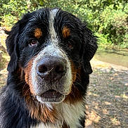 Aion a rejoint le concours — aidez-le/la à gagner de superbes lots ! dog, bernese_mountain_dog, portrait, close_up, outdoor, nature, trees, water, fur, animal, pet, canine, muzzle, black_fur, white_fur, brown_fur, wet_fur, face, expression, daylight