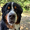dog, bernese_mountain_dog, portrait, close_up, outdoor, nature, trees, water, fur, animal, pet, canine, muzzle, black_fur, white_fur, brown_fur, wet_fur, face, expression, daylight