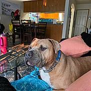 Kilo joined the competition — help win amazing prizes! dog, blanket, couch, living_room, collar, furniture, table, chair, indoor, sunlight, shadow, kitchen, door, pillow, carpet, pet, brown_dog, relaxed, household, domestic