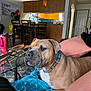 dog, blanket, couch, living_room, collar, furniture, table, chair, indoor, sunlight, shadow, kitchen, door, pillow, carpet, pet, brown_dog, relaxed, household, domestic