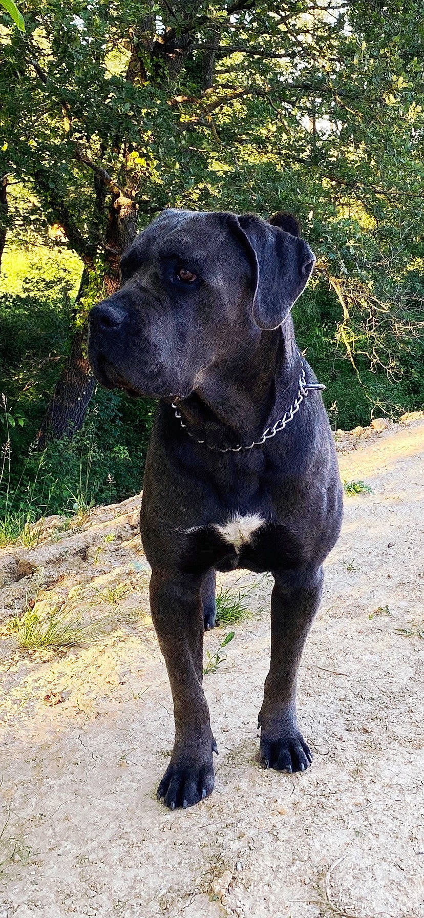 Pippo participe au concours pour gagner de l'argent avec cette photo : alano_espanol, alaunt, bandog, cane_corso, canidae, carnivore, dog, dog_breed, fawn, great_dane, guard_dog, mammal, molosser, non_sporting_group, snout, sporting_group, vertebrate, working_dog