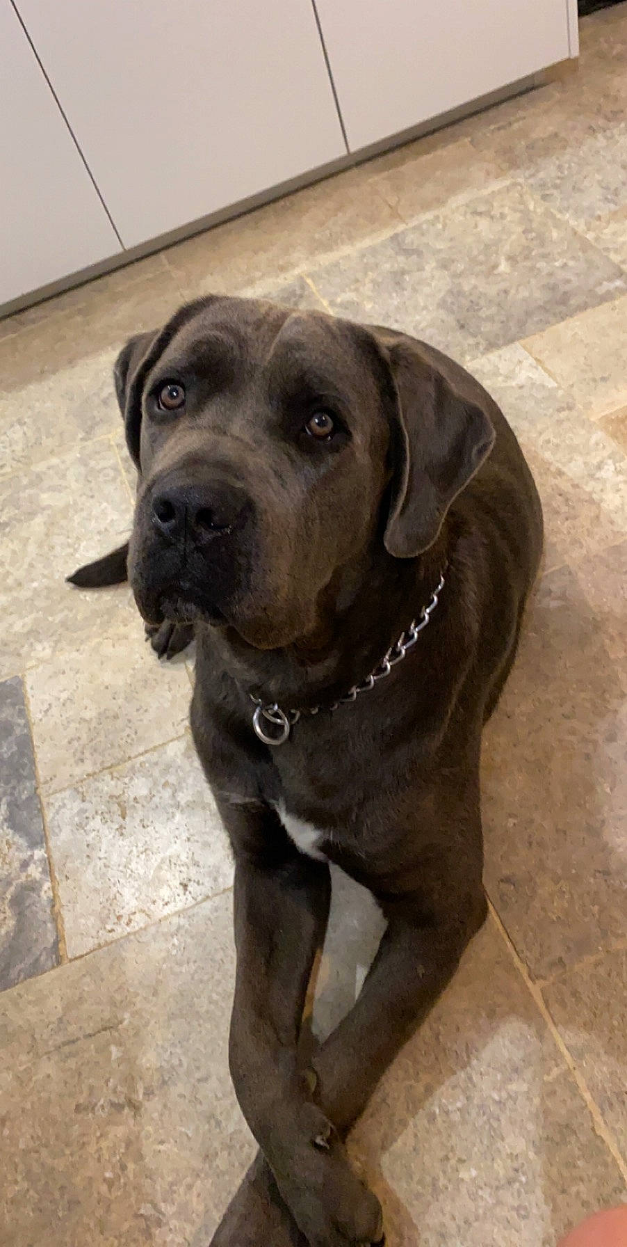 Pippo participe au concours pour gagner de l'argent avec cette photo : borador, canidae, carnivore, collar, companion_dog, dog, dog_breed, dog_collar, eye, fawn, firefighter, fur, gun_dog, liver, pet_supply, retriever, snout, sporting_group, whiskers, working_animal